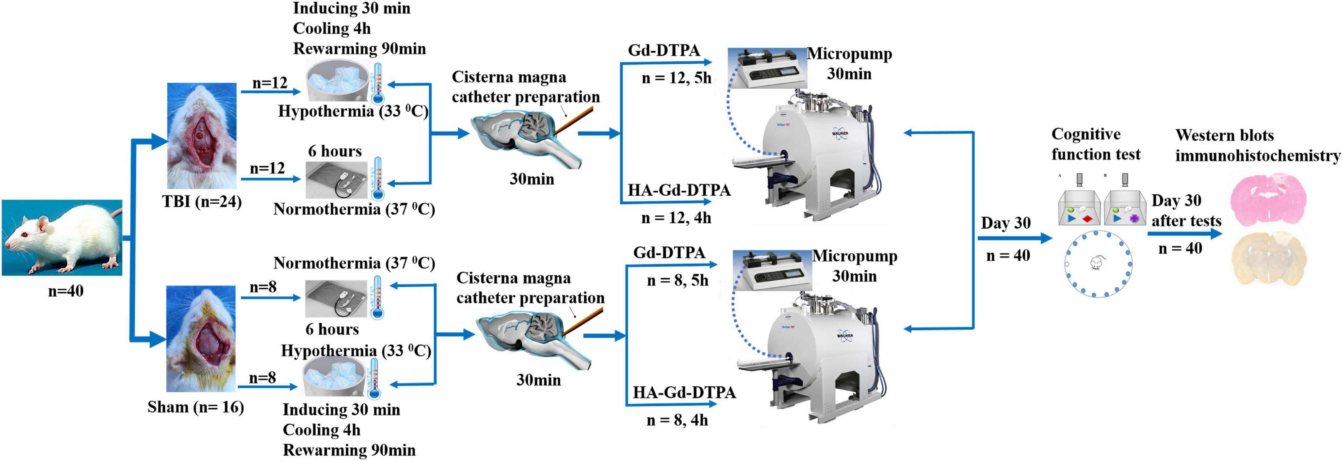 Hypothermia impairs glymphatic drainage in traumatic brain injury as assessed by dynamic contrast-enhanced MRI with intrathecal contrast